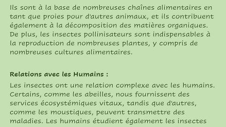Insectes-4