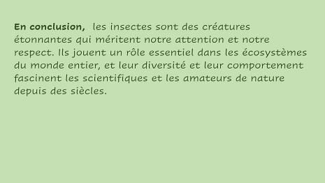 Insectes-5
