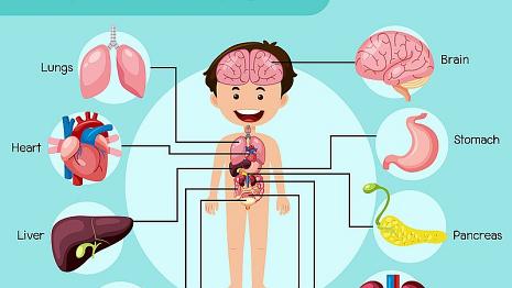 Les organes Retrouve les différents organes de ton corps indiqués en anglais sur l'image : Pancréas - Reins - Poumons - Coeur - Foie - Cerveau Estomac - Intestins - Système...