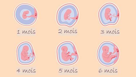 Le foetus Infos sur la grossesse sur Vikidia - Wikimini