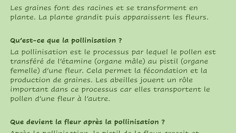 Fleurs-2
