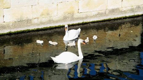 Petits cygnes