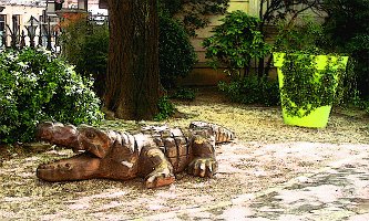crocodile
