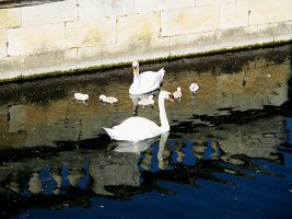 petits cygnes